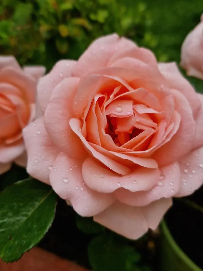 Al Centro Di Lecce Appartamento Le Due Rose-Con Patio Privato