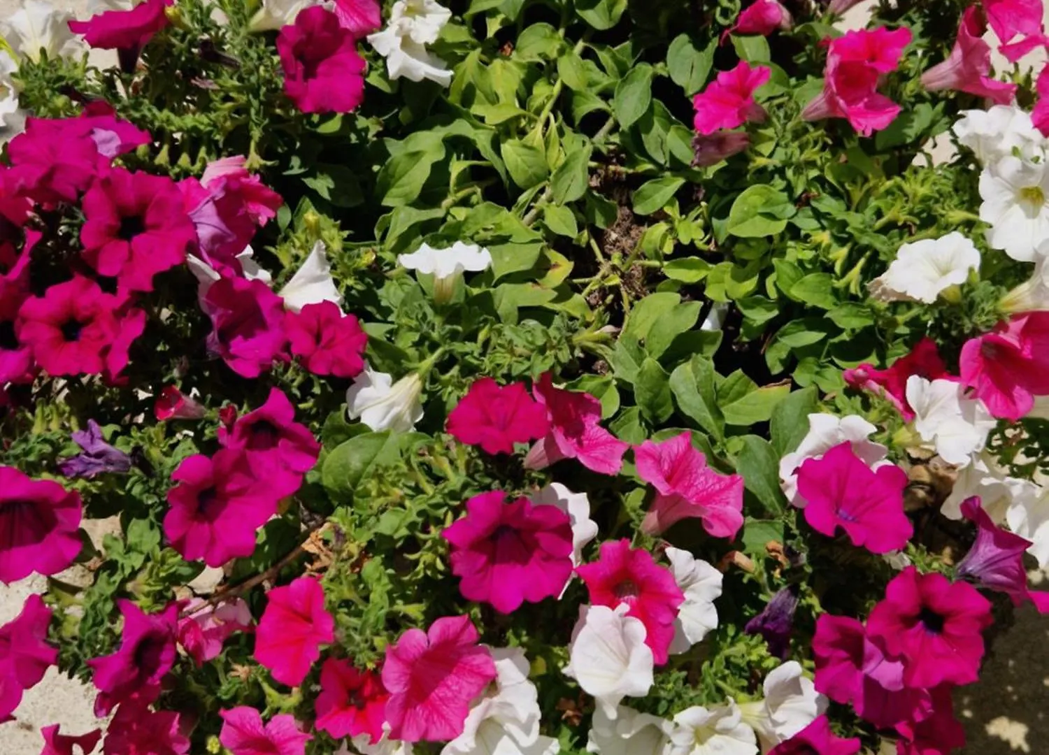 Al Centro Di Lecce Appartamento Le Due Rose-Con Patio Privato Apartment